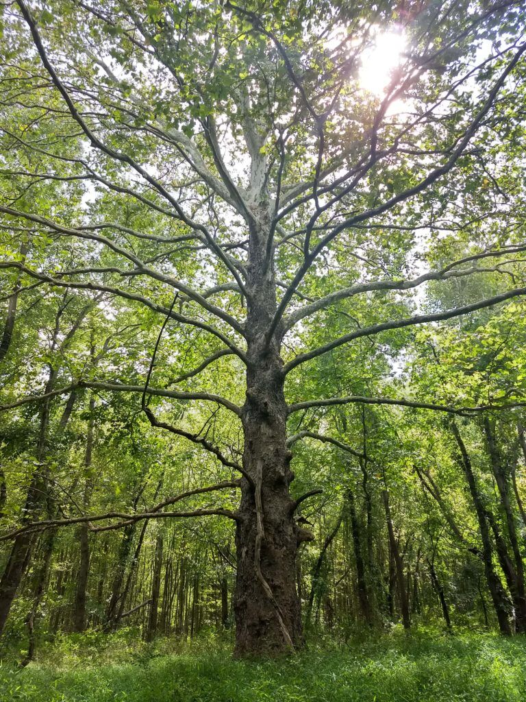 1-A monumental tree in Tatamy’s Swamp off of Clarksville Road, named for West Windsor’s most historically significant indigenous resident.